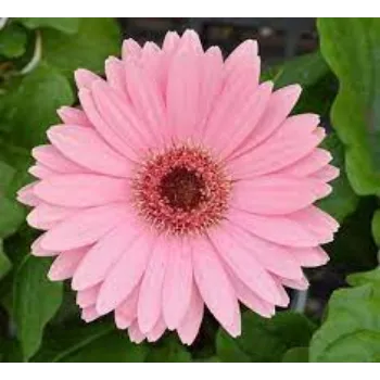 Natural Gerbera Flowers