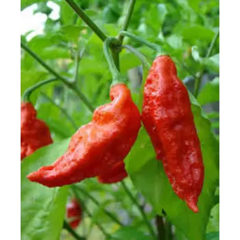 Natural Ghost Pepper