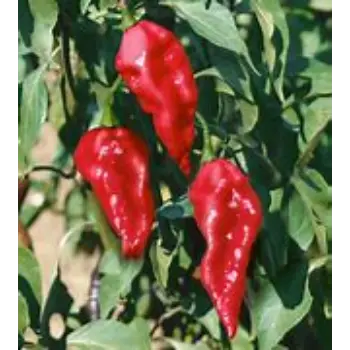 Ghost Pepper