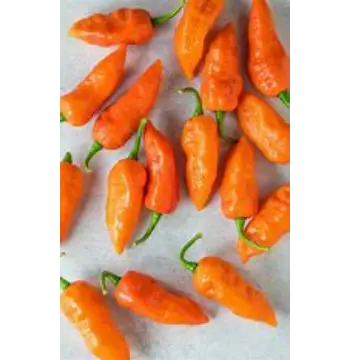 Fresh Ghost Pepper