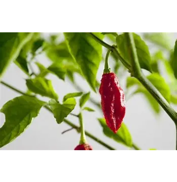 Natural Ghost Pepper