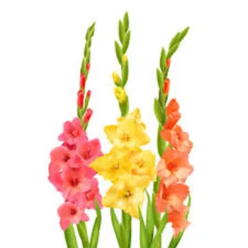 Fresh Gladiolus Flowers