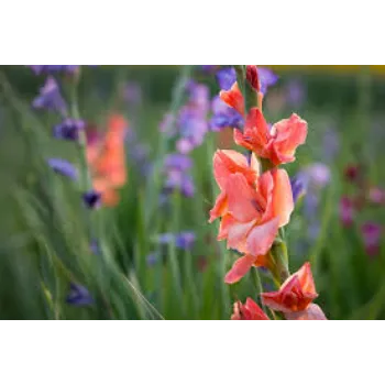 Gladiolus Flower