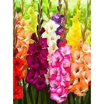 Natural Gladiolus Flowers