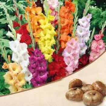 Natural Gladiolus Flowers