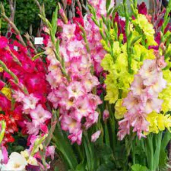 Natural Gladiolus Flowers