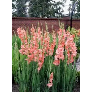 Fresh Gladiolus Flowers