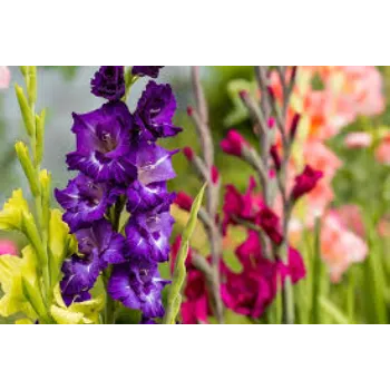 Gladiolus Flower