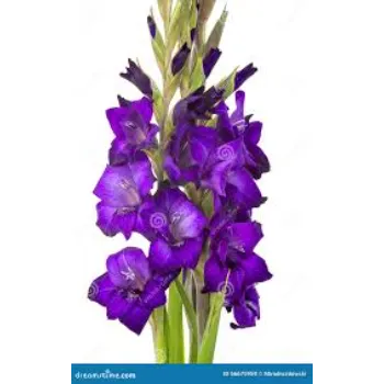 Gladiolus Flower