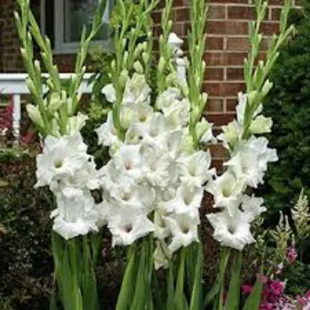 Fresh Gladiolus Flower