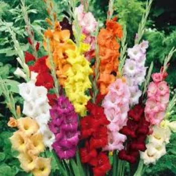 Natural Gladiolus  Flowers