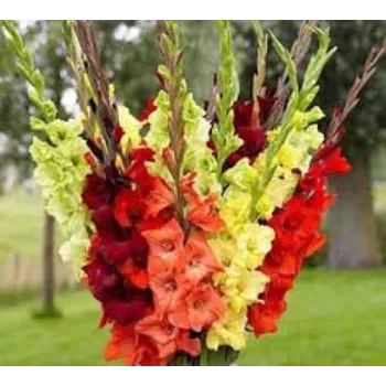 Fresh Gladiolus Flowers