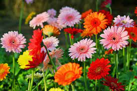 Gerbera Daisy Plant