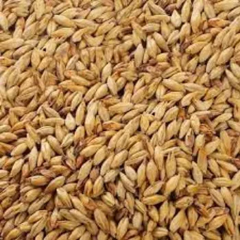 Organic Barley