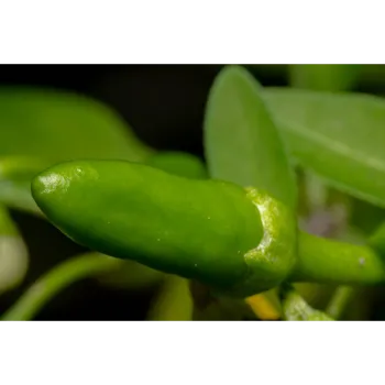  Fresh Green Chilli