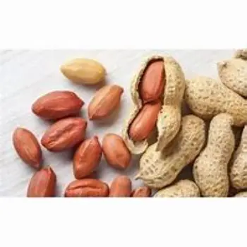 Organic Groundnut Seeds