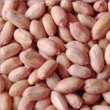 Organic Groundnut Seeds