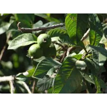 Red Guava Plant Manufacturer