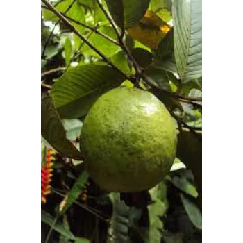 Organic Guava Plants Manufacturer