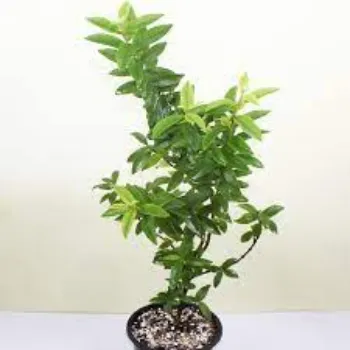 Natural Guava  Plant