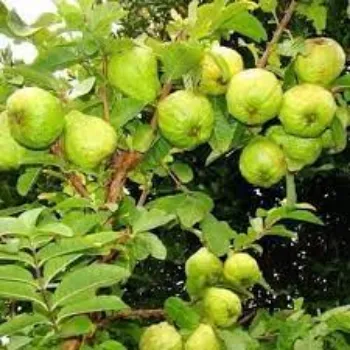 Natural Guava Plants