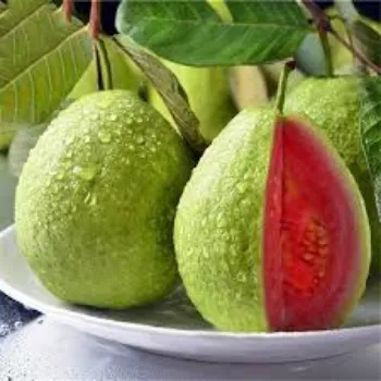 Guava Plant