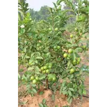 Organic Guava Plants