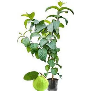 Common Guava Plants