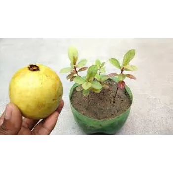 Organic Guava Plant Manufacturer