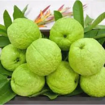 Natural Guava Plant Manufacturer