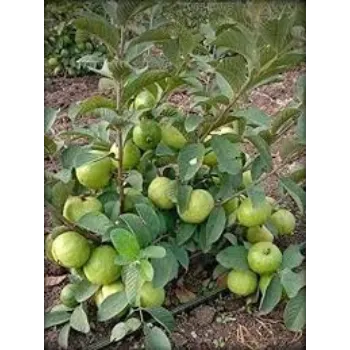 Natural Guava Plants