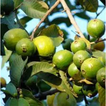 Natural Guava Plant Manufacturer