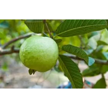 Natural Guava Plants Exporters