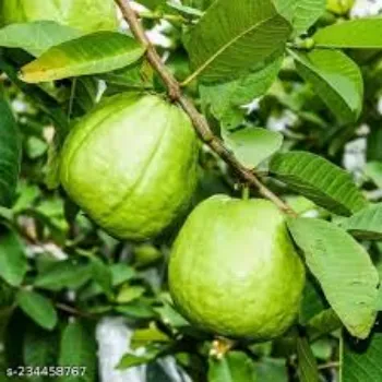 Organic Guava Plant Manufacturer