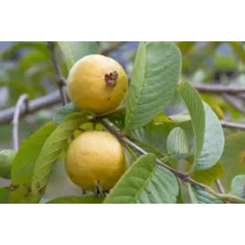 Organic Guava Plant Manufacturer