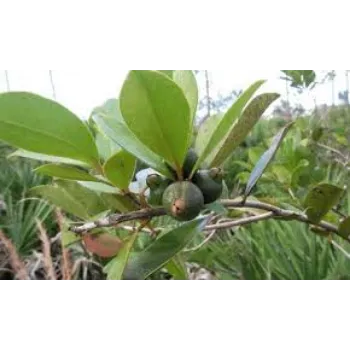 Pure Guava Plant