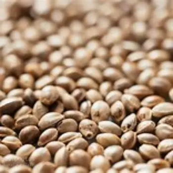 Hemp Seeds