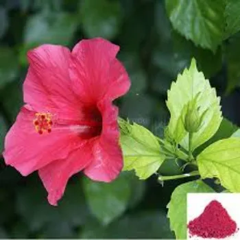 Fresh Hibiscus Flower Manufacturer