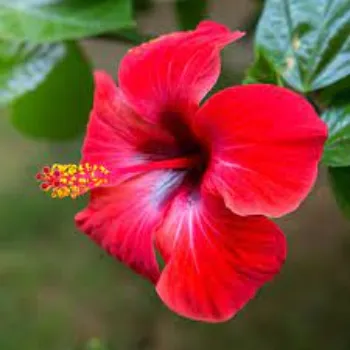 Natural Hibiscus Flowers