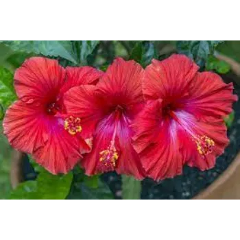 Natural Hibiscus Flowers