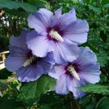 Natural Hibiscus Flowers