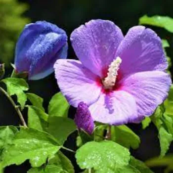 Fresh Hibiscus Flowers