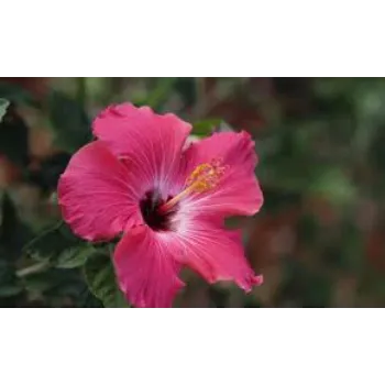 Hibiscus Flower Manufacturer