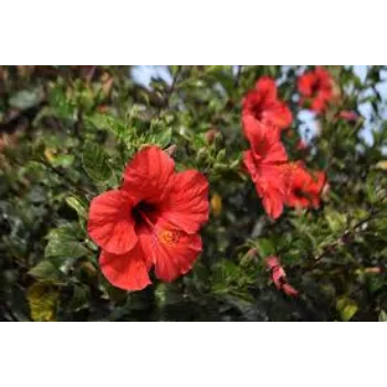 Organic Hibiscus Flowers Manufacturer