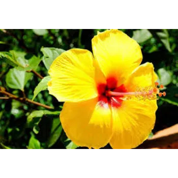 Hibiscus Flowers Manufacturer