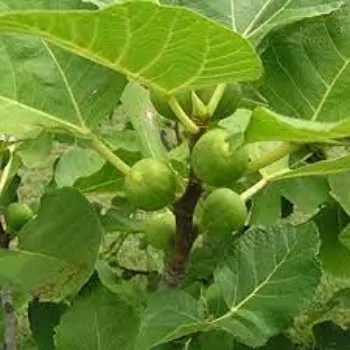 Organic Hybrid Guava Plant