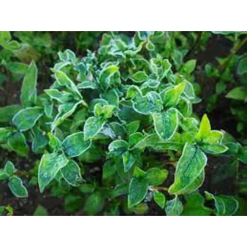 Natural Dried Indigo Leaves