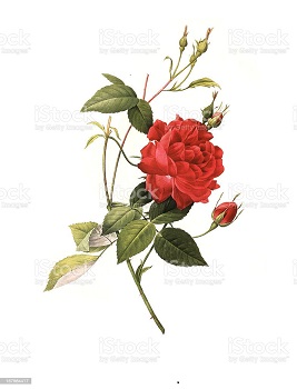 Rose Flower Exporter