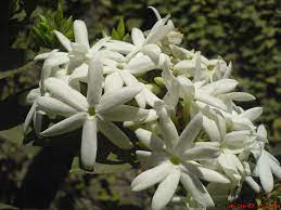 Jasmine Flower