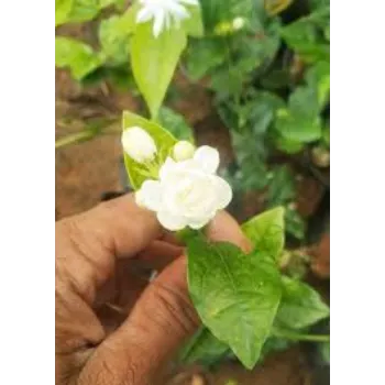 Fresh Jasmine Flower